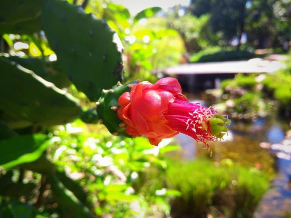Pousada Paralelo 14 Alto Paraíso de Goiás Εξωτερικό φωτογραφία